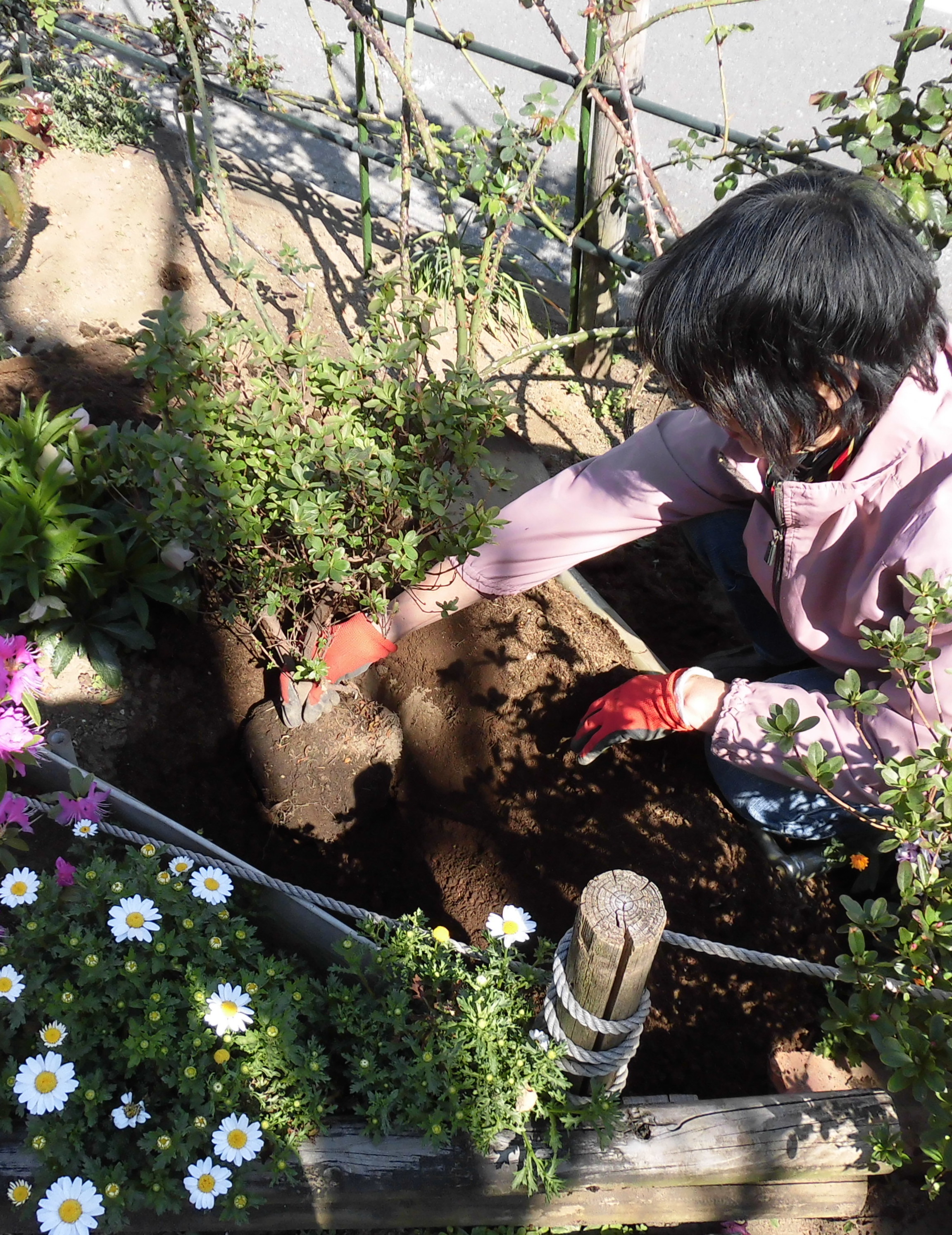 安曇バラの会ツツジの植樹写真