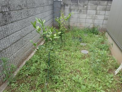 大前町会ミカンの植樹写真