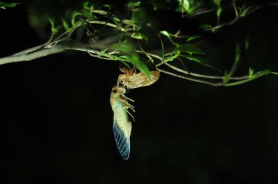 夜の散歩をしないかね画像