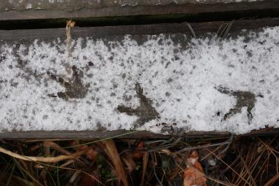 雪の朝の足跡画像