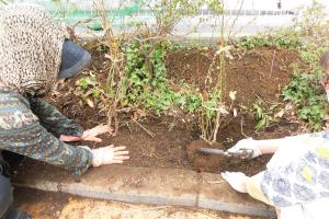 安曇バラの会プリムローズの植樹写真