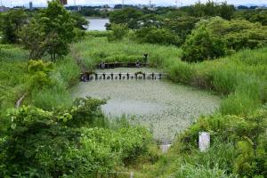 ミニ彩湖除草前の写真