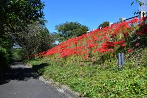 ヒガンバナ園の画像