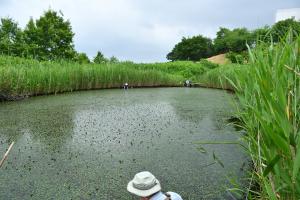 ミニ彩湖ヒシの除去前