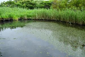 ヒシ除去後のミニ彩湖