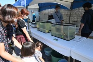 水槽内に展示された魚を観察している写真