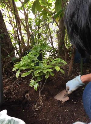 植樹中の写真