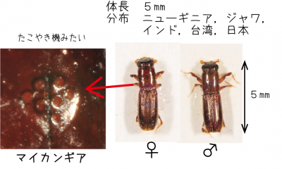 カシノナガキクイムシ標本写真