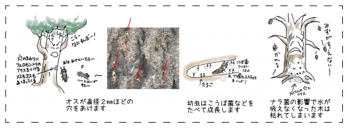 カシノナガキクイムシが木を枯らす仕組み