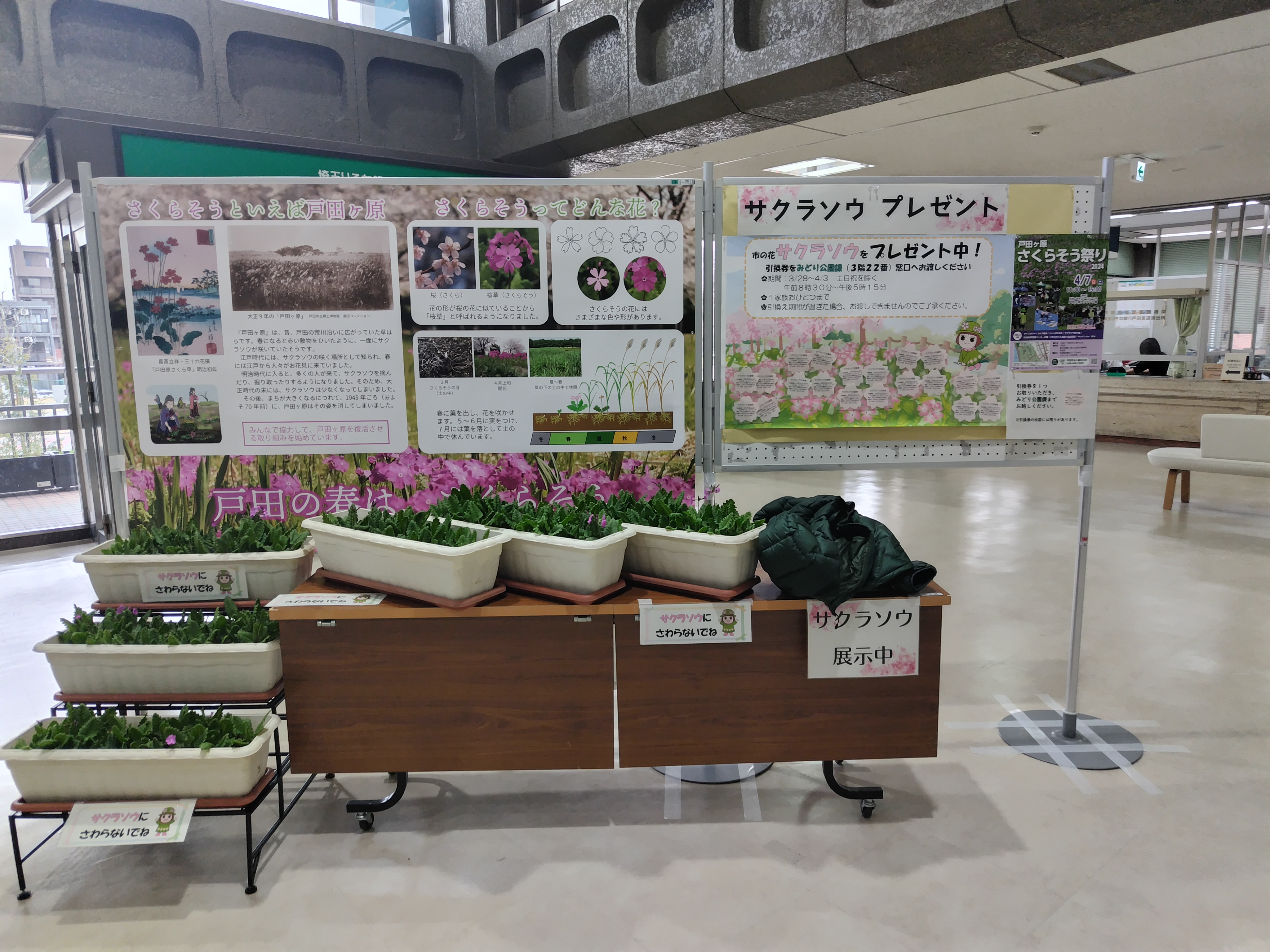 戸田ヶ原さくらそう展示会戸田市役所の様子写真