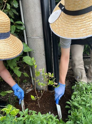 麦わら帽子をかぶった人が植樹する様子