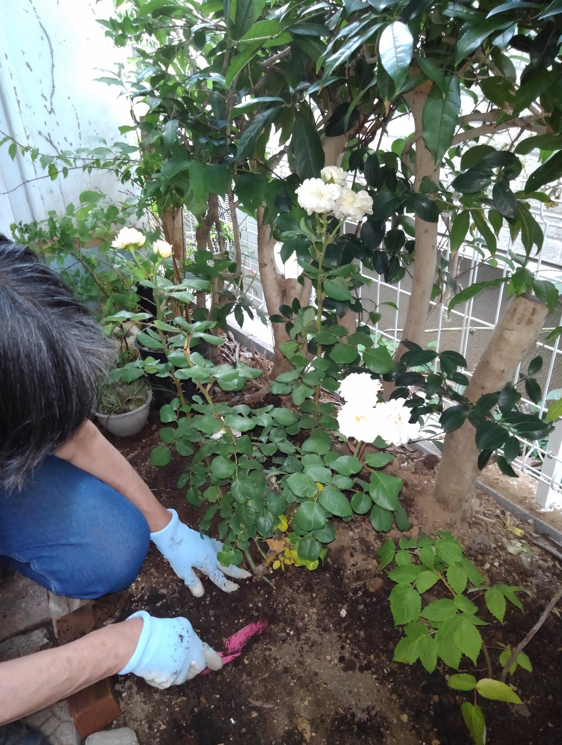 バラの苗木植付中の写真