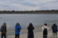 彩湖に水鳥の大群