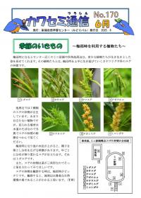 カワセミ通信2025年6月号1ページ