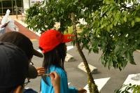 ビロードモウズイカ