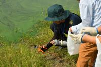 コセンダングサ