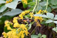 ホシホウジャク