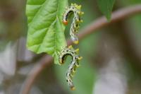 ヒラアシハバチの幼虫