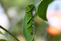 ナミアゲハの幼虫