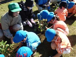 ひまわり幼稚園園児植え付けの写真