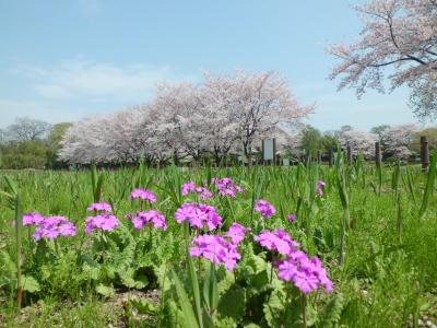 サクラソウと桜の写真