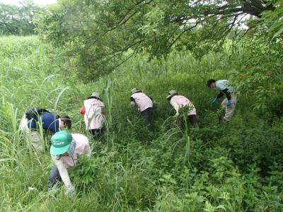 外来植物駆除作業の写真