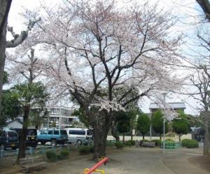 下町公園内のサクラの写真