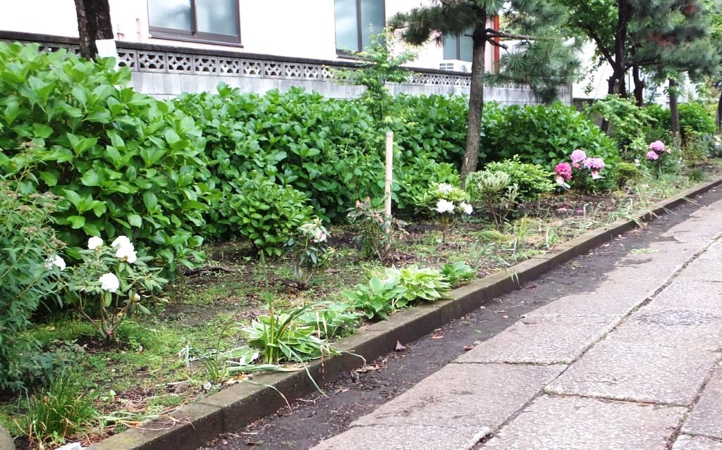 曼珠沙華の会植樹された山アジサイの写真