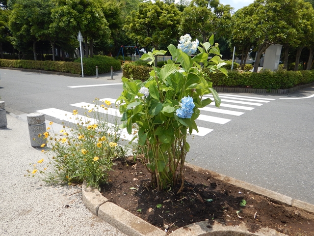 緑のボランティア植樹されたアジサイの写真